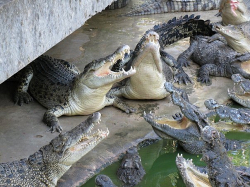 Тысячи крокодилов и камни, которым миллионы лет – такое можно увидеть только в Тайланде!